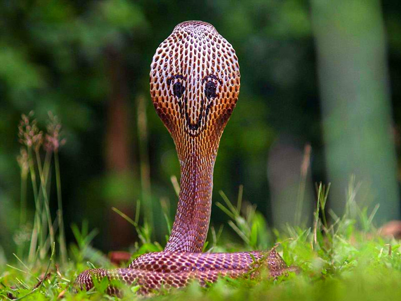 生肖蛇這幾年的運勢