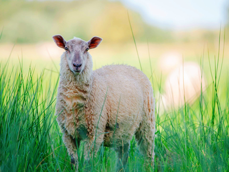 生肖羊這幾年的運勢