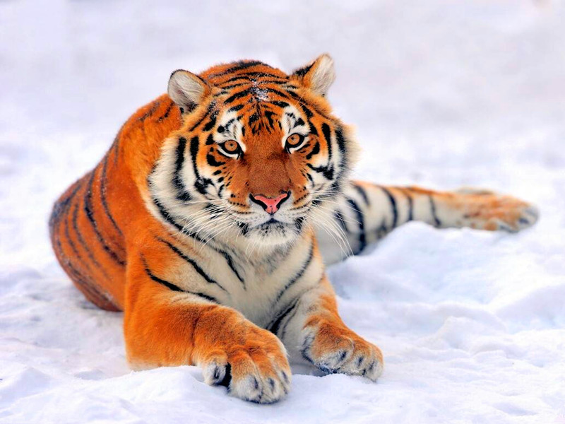 屬虎人性格特點(diǎn)及2022年的運(yùn)勢(shì)