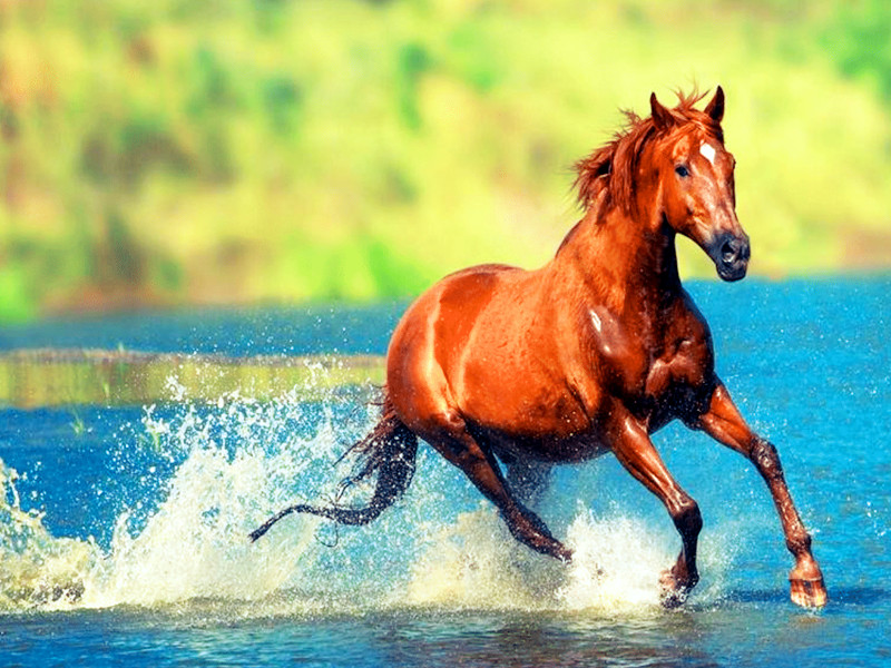 2022年壬寅虎年，屬馬人轉(zhuǎn)運(yùn)了