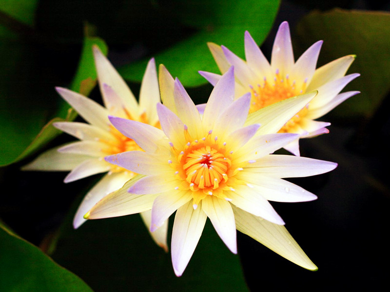 口吐蓮花，和氣生財(cái)