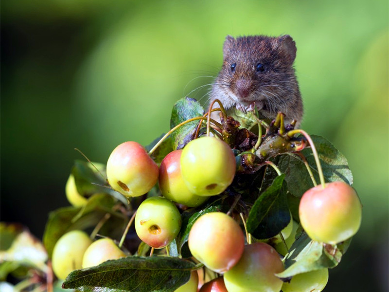 生肖鼠的性格特點是什么樣的呢？