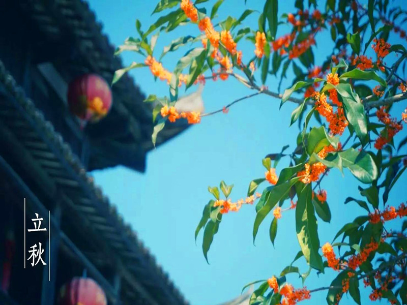 立秋節(jié)氣后，對屬豬朋友是不太好的