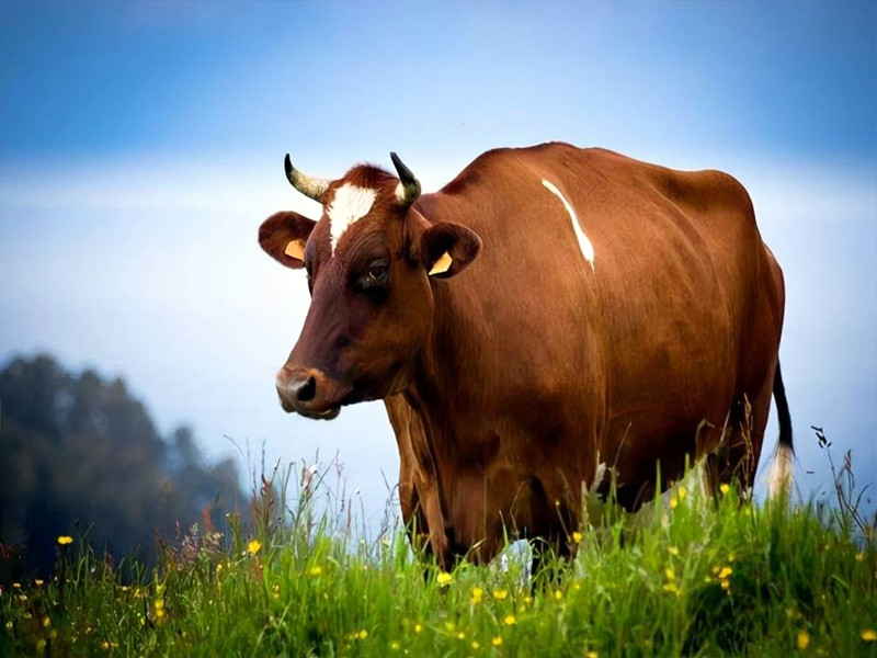 屬牛人性格特點(diǎn)及脾氣如何呢？