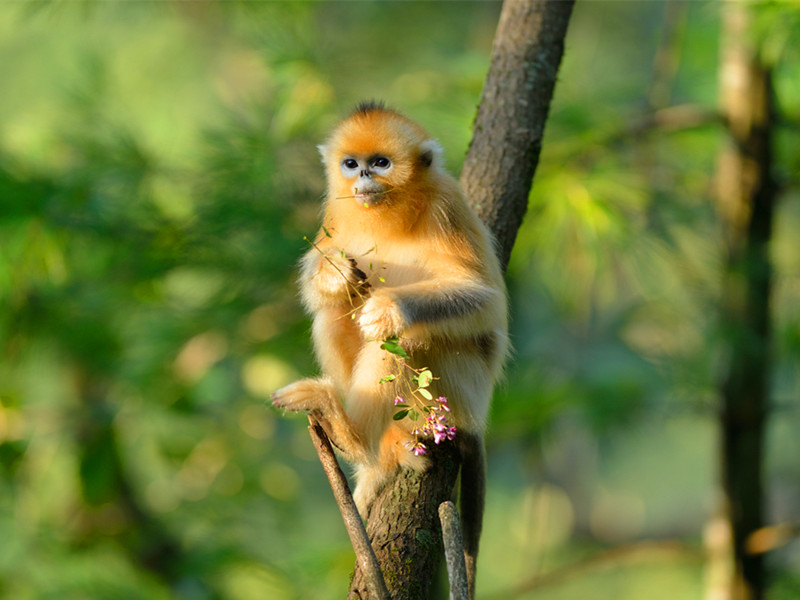 生肖猴性格特點(diǎn)和2023年運(yùn)勢(shì)如何呢？