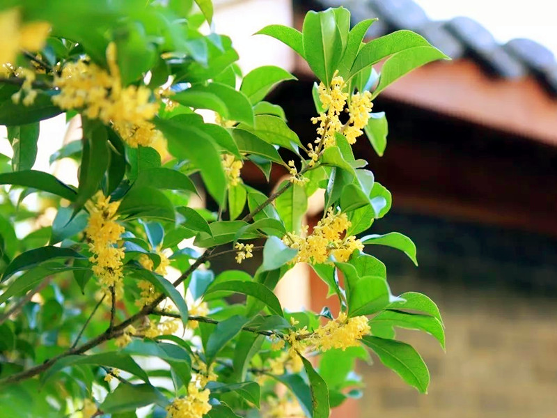 種桂花樹有什么風(fēng)水講究？