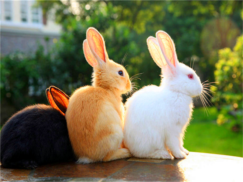 生肖兔的人性格有哪些？今年運(yùn)勢好不好？