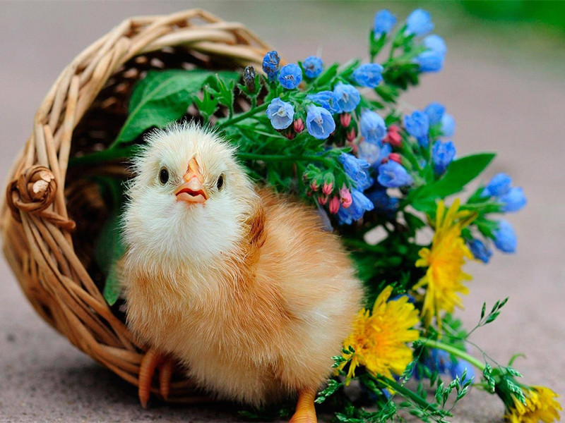 屬雞的脾氣性格怎么樣？