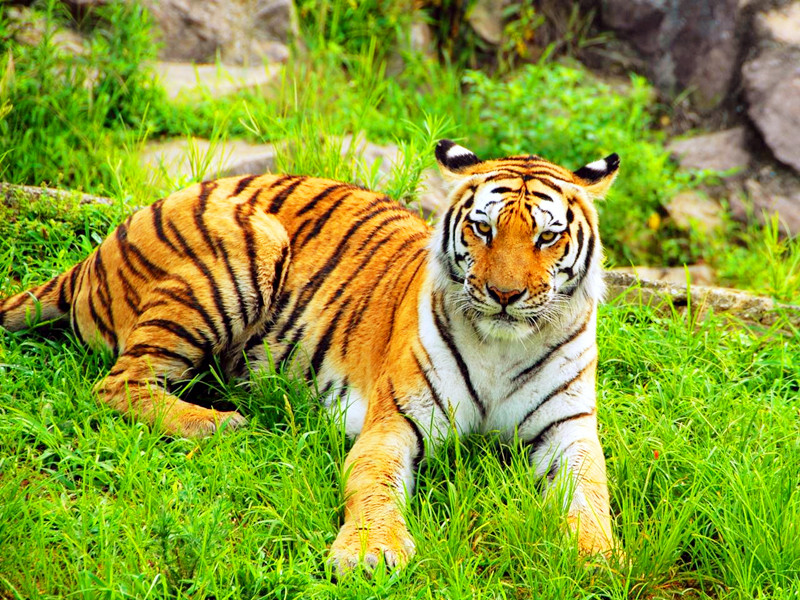 屬虎人性格脾氣如何？幾月出生命局最好？