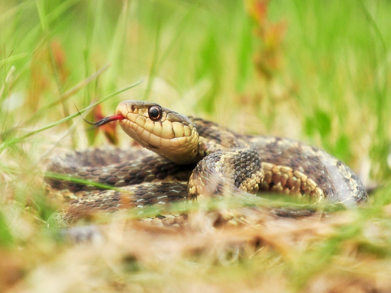 這三種動(dòng)物皆有靈性，開車要避讓