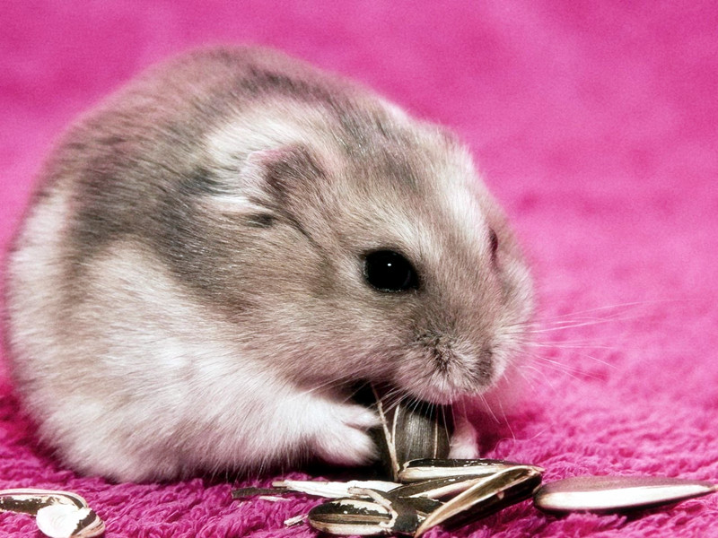 屬鼠人性格特點(diǎn)與今年的運(yùn)勢(shì)