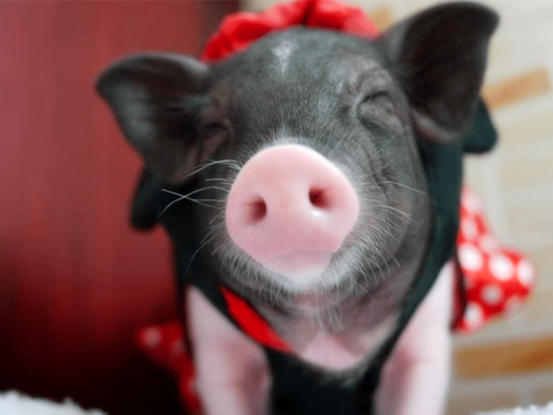 屬豬人的命運(yùn)及運(yùn)程是怎樣的？