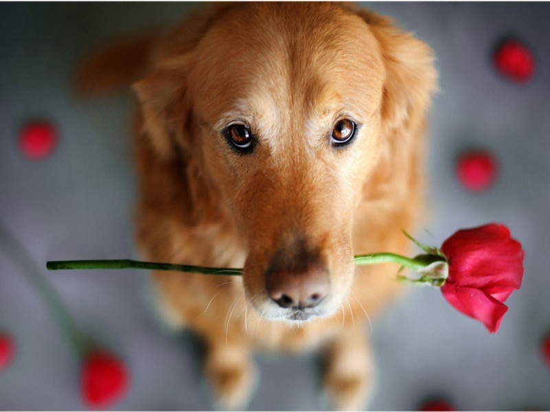 明年沖太歲，屬狗人的運勢在向下