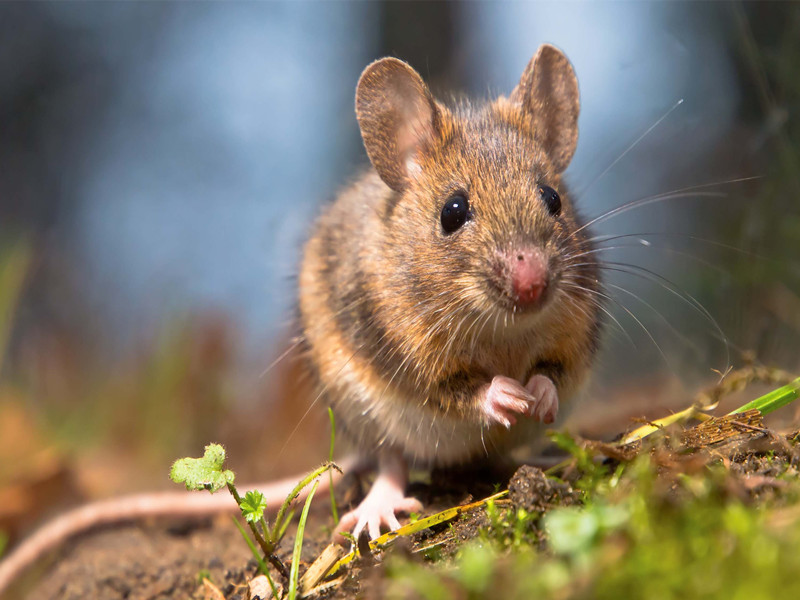 屬鼠之人的性格與一生命運怎樣？