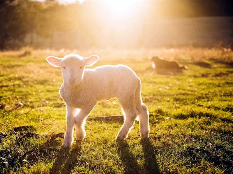 屬羊人性格及這兩年運勢情況