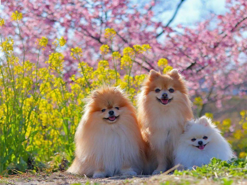 屬狗人性格及2024年運(yùn)勢