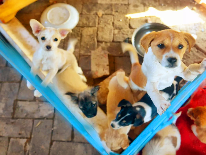 善待貓狗，也能積累福報(bào)