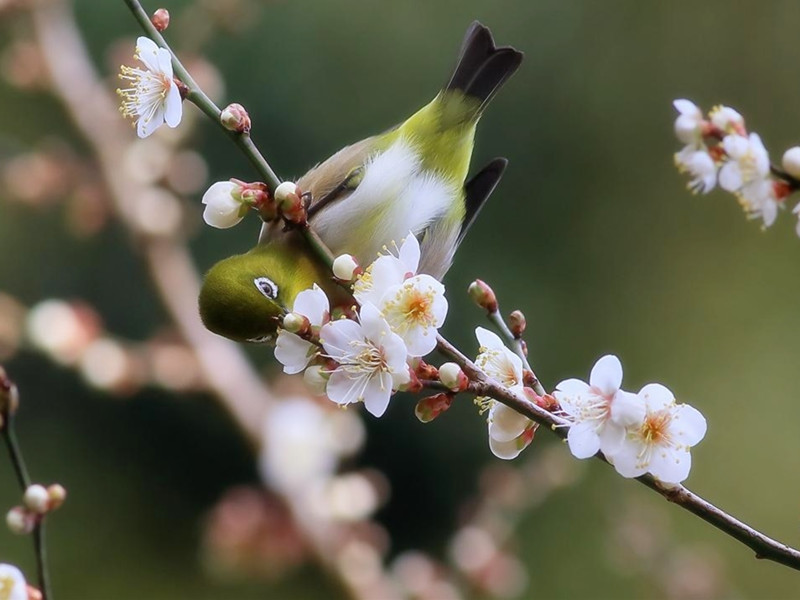 鳥兒也能預測吉兇哦