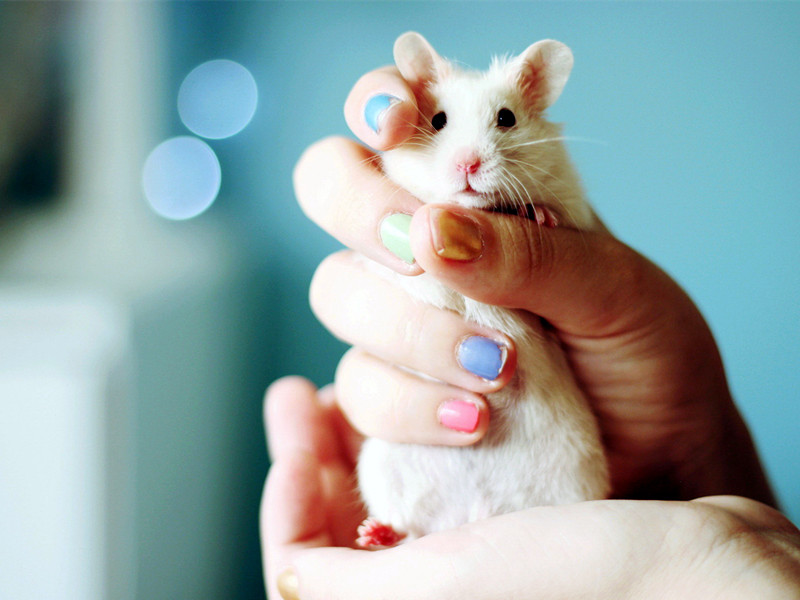 屬鼠的人性格運勢怎么樣？