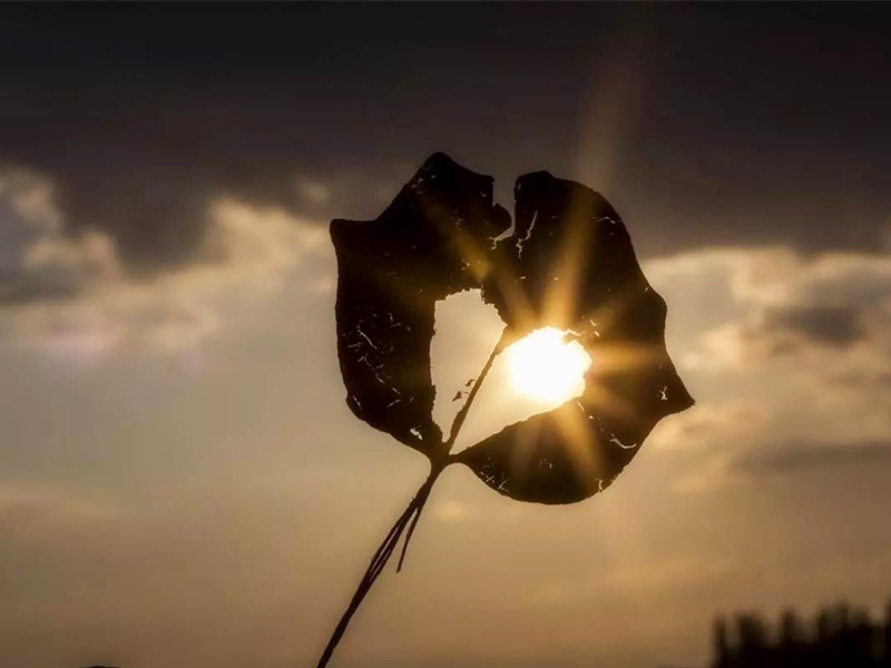 一個(gè)人的真心，不在嘴上，而在心上