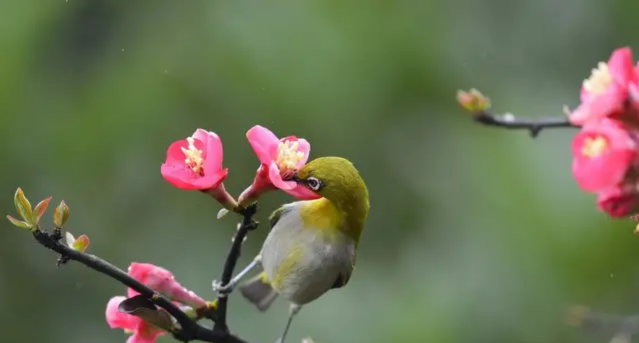 屬羊人在2021年金牛年運程分析