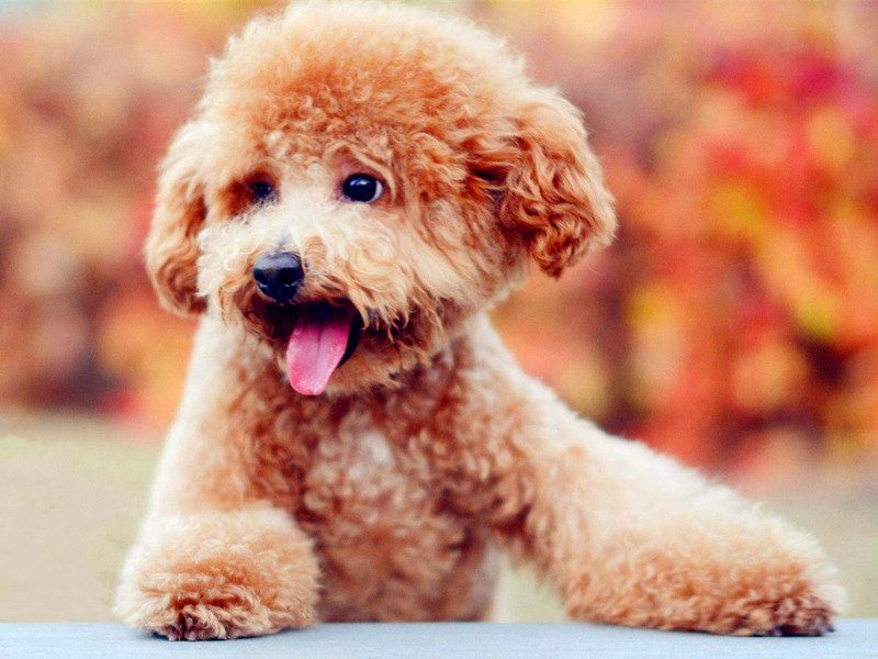 1608014012729853.jpg 1608014012729853.jpg