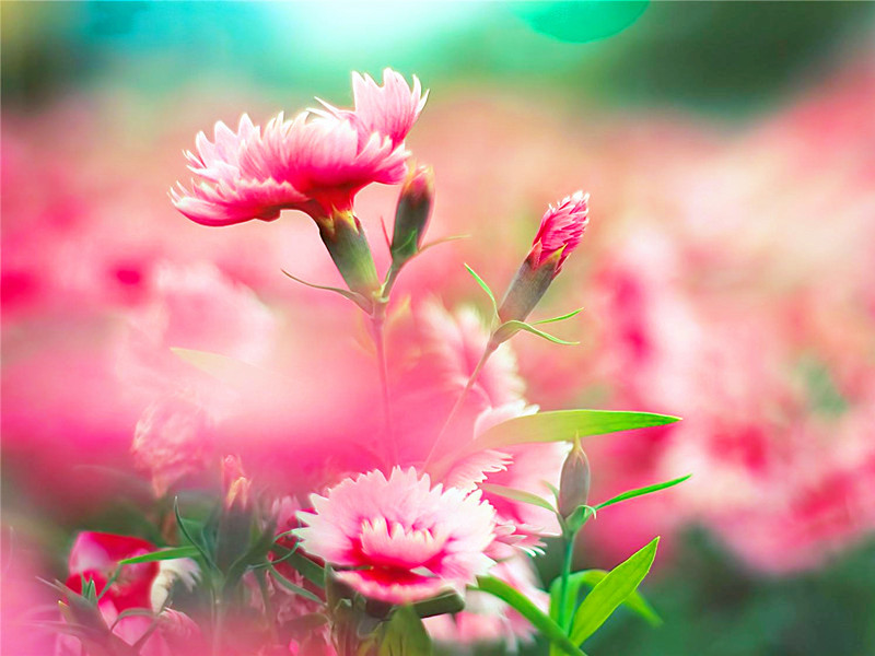 1654227026810404.jpg 1.jpg