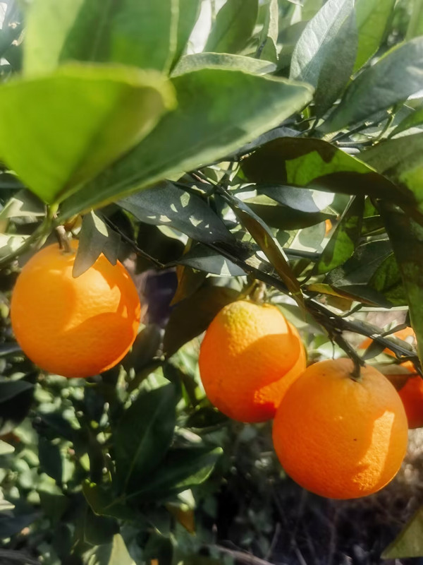 1701835415142040.jpg QQ圖片20231206120232.jpg