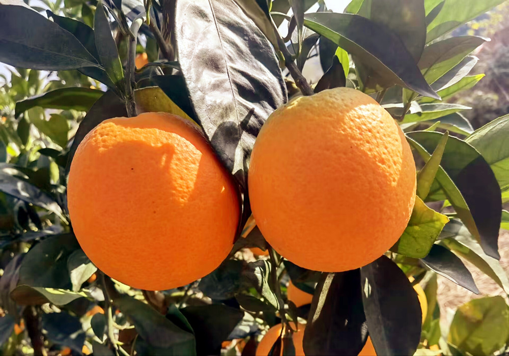 1701835541191799.jpg QQ圖片20231206120436.jpg