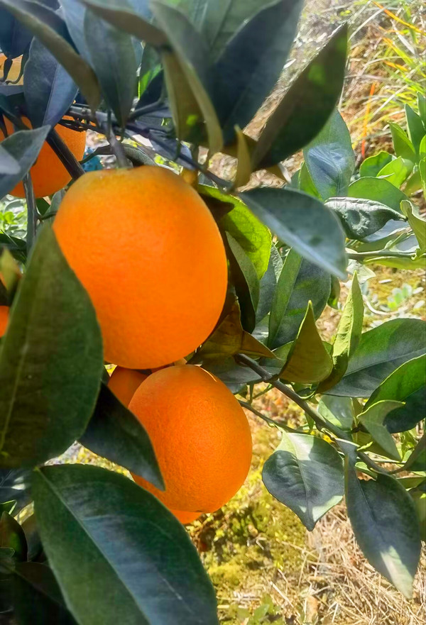 1701835660295723.jpg QQ圖片20231206120612.jpg