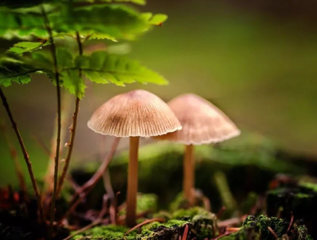 看看瑞東麟福主真實評價