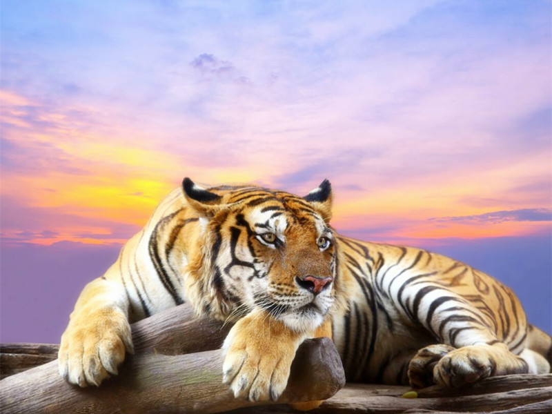 1720163593573160.jpg 40.jpg