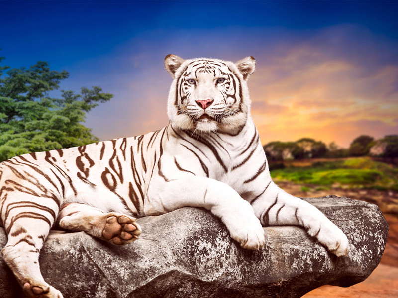 1722239282102097.jpg 87.jpg